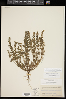Scutellaria drummondii var. drummondii image