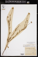 Aphanostephus skirrhobasis image