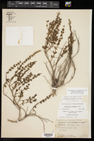 Scutellaria wrightii image