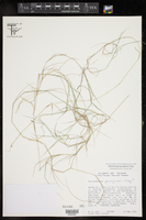 Muhlenbergia spiciformis image