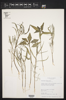 Euphorbia lacera image