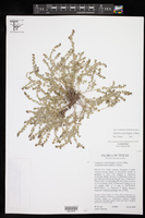 Euphorbia astyla image
