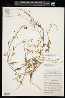 Physaria lindheimeri image