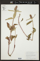 Prunella caroliniana image