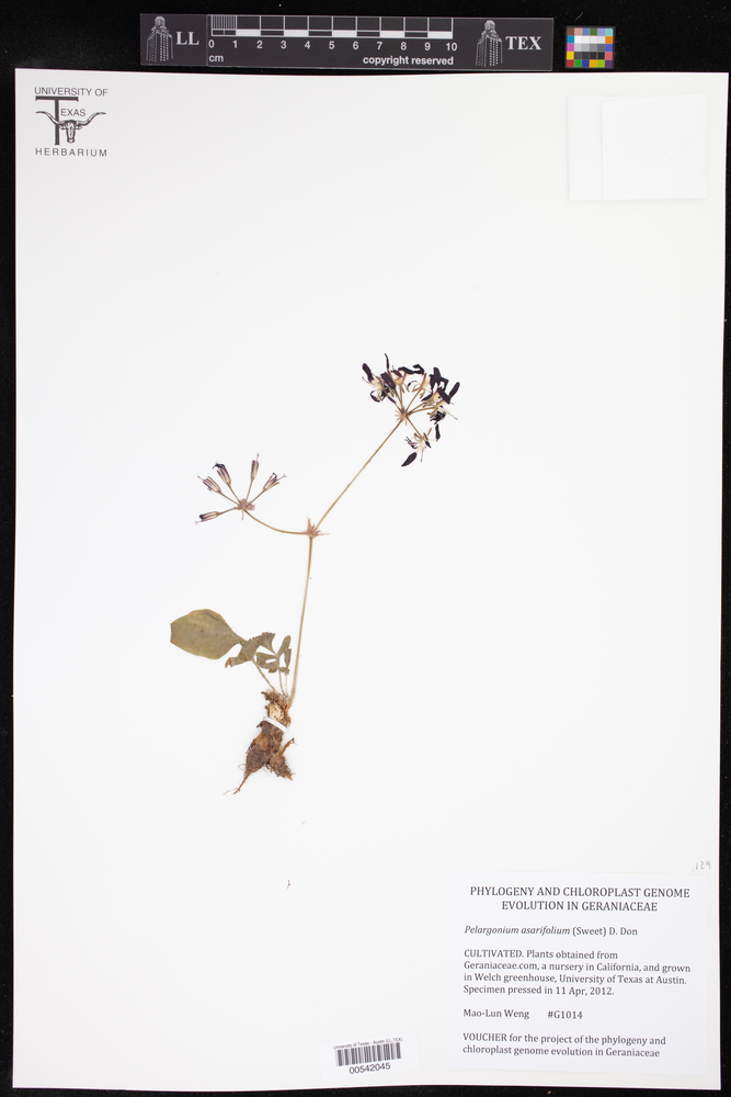 Pelargonium asarifolium image