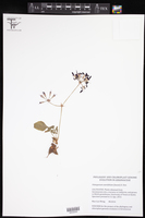 Image of Pelargonium asarifolium