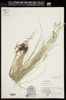 Carex occidentalis image
