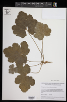 Image of Pelargonium lobatum