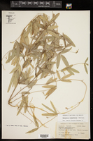 Galactia longifolia image