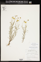 Thymophylla tenuiloba var. wrightii image