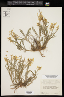 Astragalus soxmaniorum image
