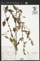 Image of Celosia virgata