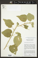 Abutilon abutiloides image