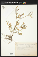 Cienfuegosia yucatanensis image