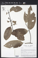 Lacmellea arborescens image