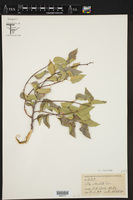 Celtis reticulata image