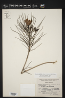 Cascabela pinifolia image