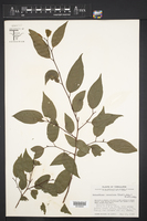 Sebastiania pavoniana image