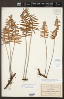 Pleopeltis madrensis image
