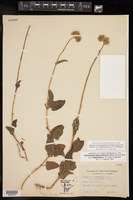 Conoclinium betonicifolium var. integrifolium image