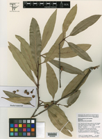 Quercus tuitensis image
