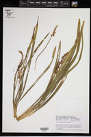 Liriope exiliflora image