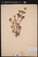 Nemophila phacelioides image