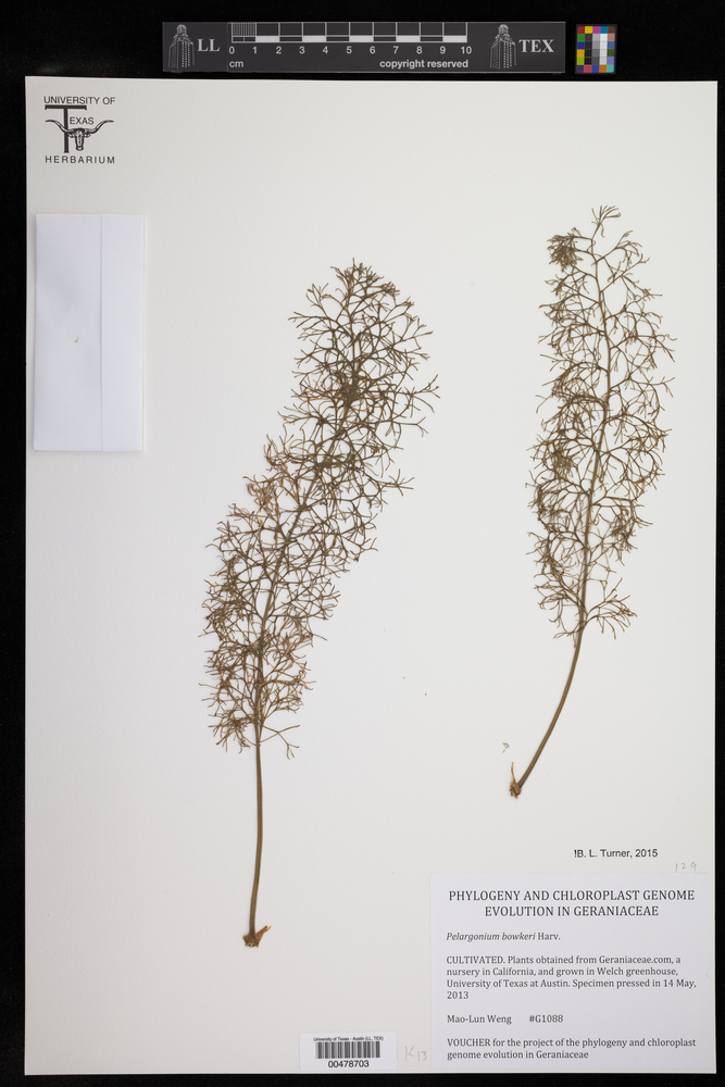 Pelargonium bowkeri image