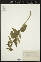 Cynanchum vincetoxicum image