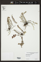 Notholaena affinis image
