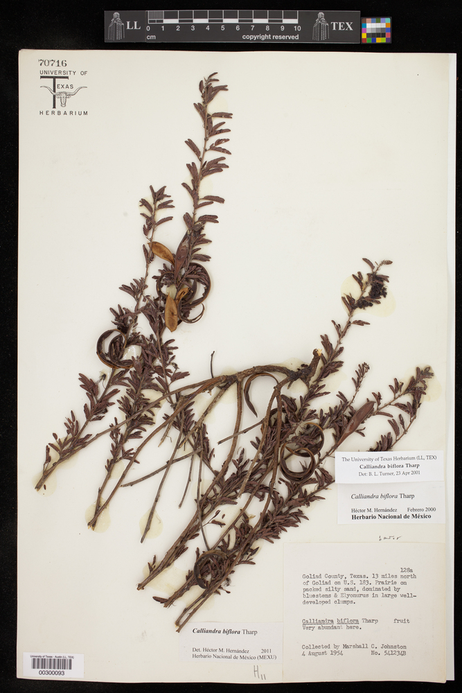 Calliandra biflora image