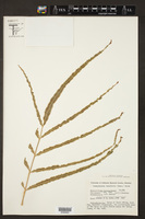 Stenochlaena tenuifolia image
