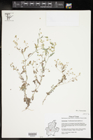 Parthenium hysterophorus image