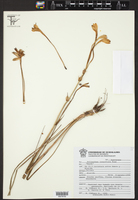 Polianthes longiflora image