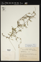 Metastelma californicum subsp. lanceolatum image