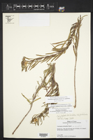 Oenothera capillifolia image