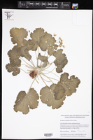 Erodium trifolium image