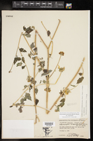 Sclerocarpus uniserialis var. uniserialis image