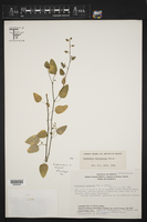 Euphorbia oaxacana image
