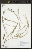 Nesaea longipes image