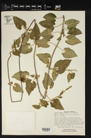 Dictyanthus aeneus image