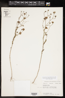 Palafoxia rosea var. rosea image