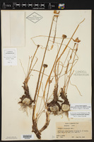 Zephyranthes chlorosolen image