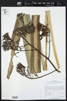 Pitcairnia lehmannii image