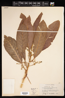 Claoxylon sandwicense var. magnifolium image