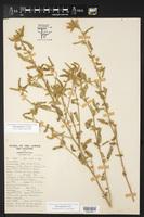 Sida tragiifolia image