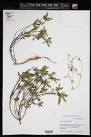 Euphorbia davidii image