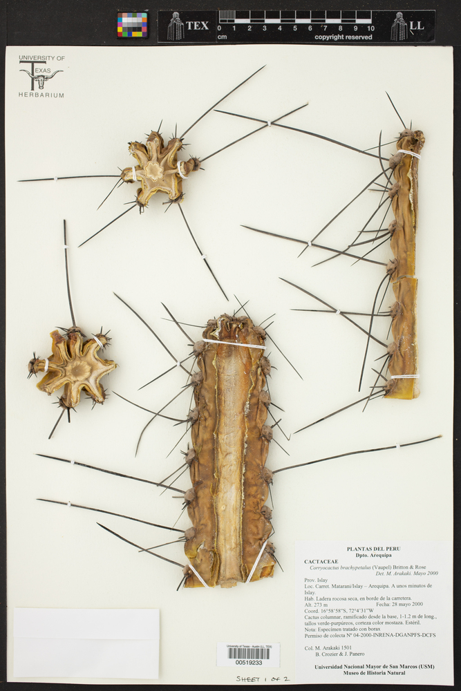 Corryocactus brachypetalus image