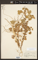 Malva parviflora image