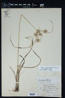 Cyperus pseudovegetus var. pseudovegetus image